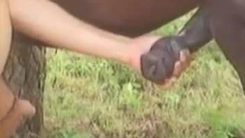 Girl and horse sex outdoor
