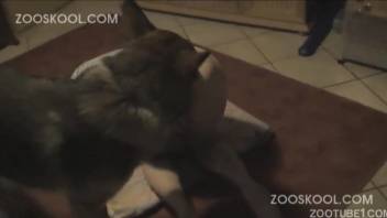 Intimate encounters and affection with the canine in authentic domestic bestiality