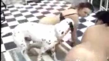 Ladies are self-pleasuring and engaging in intercourse with the dog on webcam