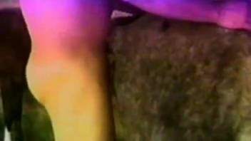 Aroused trio with a horse in wild zoo footage