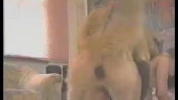 Huge dog fucks mistress and her bestie from behind in turn