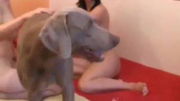 Voluptuous mature moms in canine adult film dividing the beast's penis
