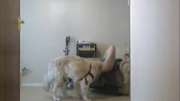 Slut handles her canine's dick in homemade bestiality clip