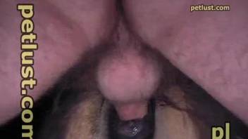 Close view of a man deep fucking a horse's vagina