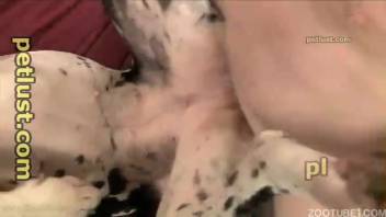 Obese guy boasts major connections yet still screws his personal canine