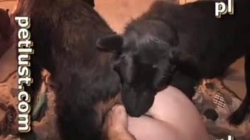 Black doggy fucks with a nasty zoophile in the bedroom bestiality XXX
