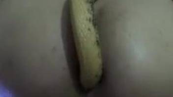 Crazy sexy zoofil slut sticks a yellow snake in her asshole