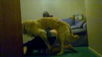 Large white canine passionately fucks my spouse in homemade bestiality video channel
