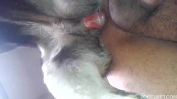 Premium animal sex featuring a yielding homosexual man