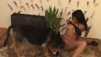 Busty Latina zoophile is lying on the floor and sucking a dog