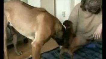 Busty plus-size woman receives oral sex from her well-trained dog