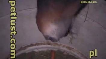 Bestiality fanatic with erect cock penetrates a male horse