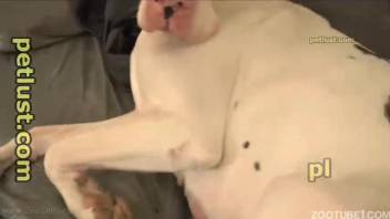Pale pup is being delightfully fucked in the missionary position