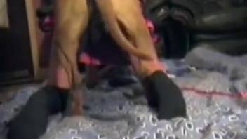 Hot canine vigorously thrusts into a eager animal-fucking whore