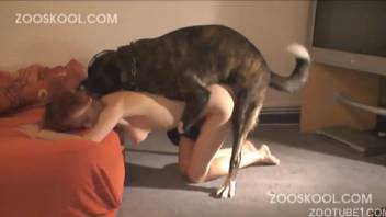 Stunning red-haired babe and ebony pup are pounding away in intense rough style