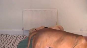 Blonde babe with an awesome figure craves fresh canine semen