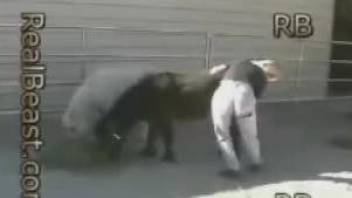 Bestiality fun with a really submissive farm animal