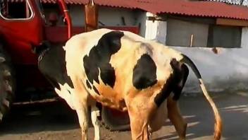 Sweet zoo thing has sexual relations with big-uddered cow