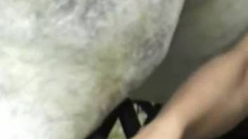 Beautiful rural farm animal sex climaxes with a massive equine ejaculation