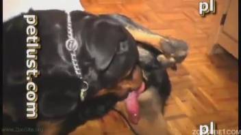 Fierce enraged dog aggressively fucks an aroused guy in the doggy position pose