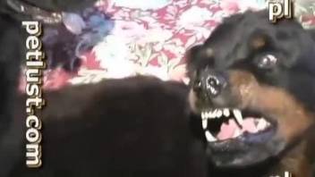 Amazingly hot bestiality sex action with a passionate black doggy