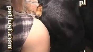 Chubby dog fucking an equally chubby MILF in a plaid shirt