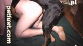 Trained black dog gets sensually sucked by filthy zoophile