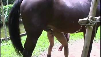Filthy woman experiments with horse cock in brutal ways