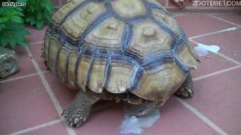 Promiscuous novice woman desires to handle the Tortoise dick
