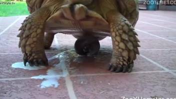 Slutty amateur female would care for the Tortoise cock