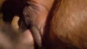 Pale guy banging a cow's vagina doggy style