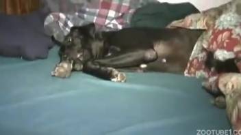 Guy with a massive ass pounding his dark dog in the missionary position.