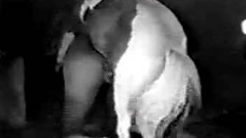 Dirty woman bends ass for the horse and tries sex