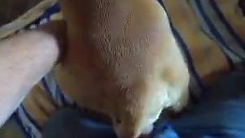 Watch me fucking my lovely doggy in POV bestiality action