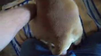 Guy bangs his bitch's cunt from the rear wildly