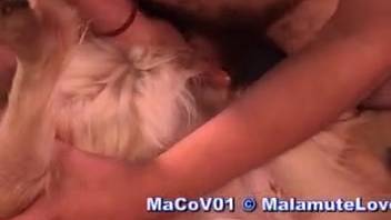 Guy thrusts his bushy dick deep into a female dog's vagina