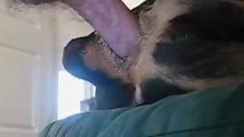 Man inserts his erect fuckstick in dog's asshole from behind