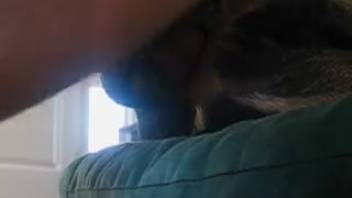 Man shoves his stiff cock into the dog's anus from the back