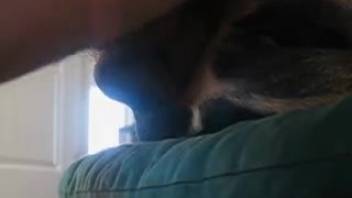 Man relishing intense insertion with his pup