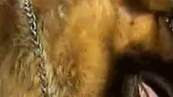 Dog's cock is shown up close and personal right here