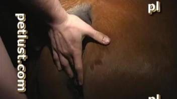 Dirty man with hard boner impales his lovely brown horse from behind