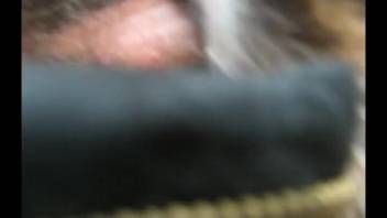 Bushy-dicked guy ravaging a tiny creature in first-person view