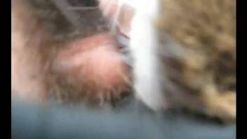 Hairy cock dude violating a small animal in POV