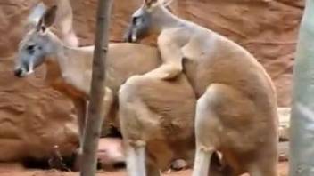 Excited kangaroo penetrates his pretty female in fresh air