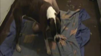 Attractive babe relishes filthy bestiality with a dog on the bed