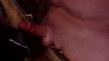 Chubby guy receives a messy blowjob from a perverted cow