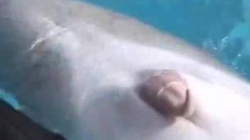 Animal trainer gently touches dolphin to make his dick harder