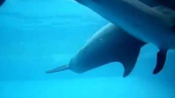 Horny dolphin slides his erect tool into hole of female