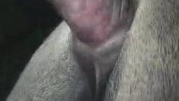 Incredibly hot close up action featuring zoo fucking