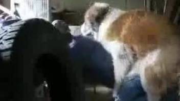Massive hairy hound analyzes fatty master right in garage